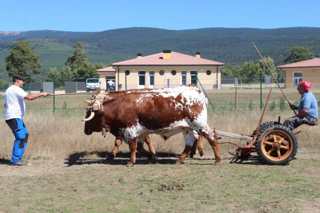 FERIA GANADERA COVALEDA (52)