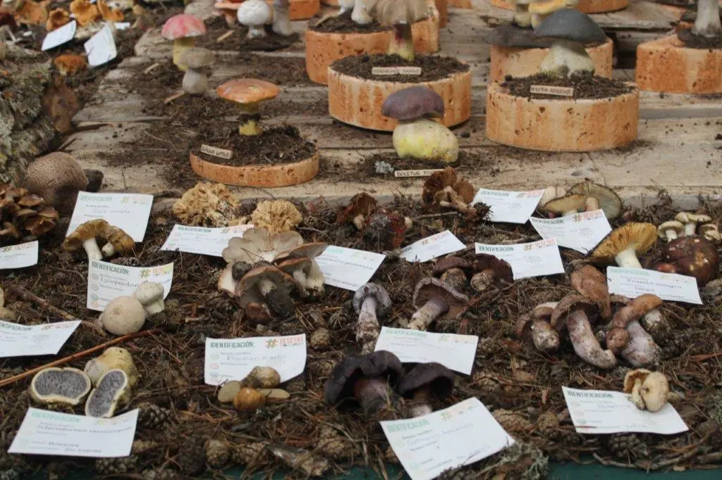 Micologica en San Leonardo (8)