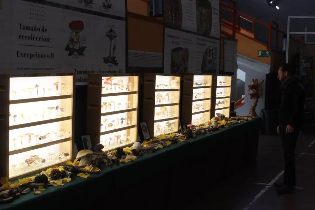 Micologica en San Leonardo (11)