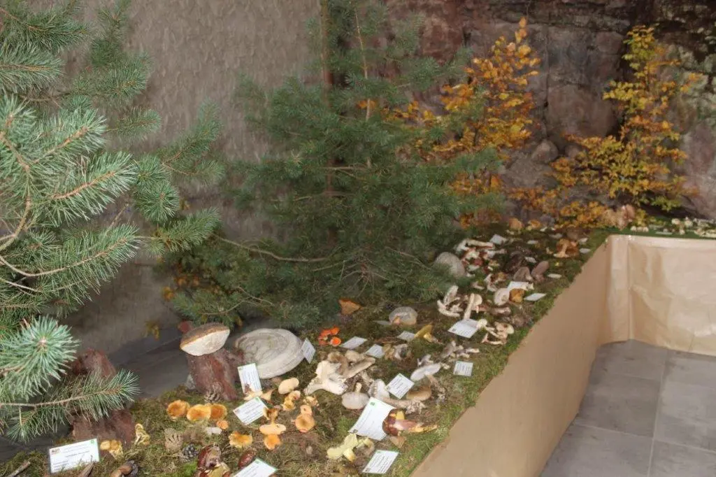 SETAS EN MONTENEGRO DE CAMEROS (3)