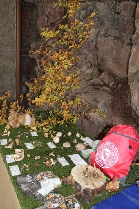 SETAS EN MONTENEGRO DE CAMEROS (4)