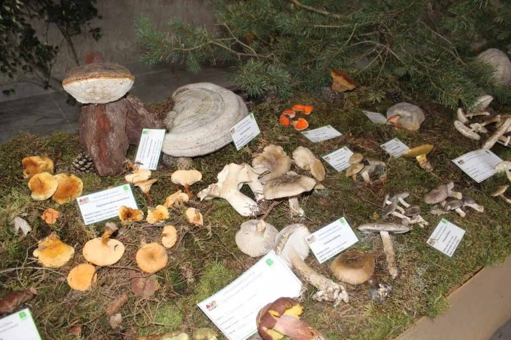 SETAS EN MONTENEGRO DE CAMEROS (5)