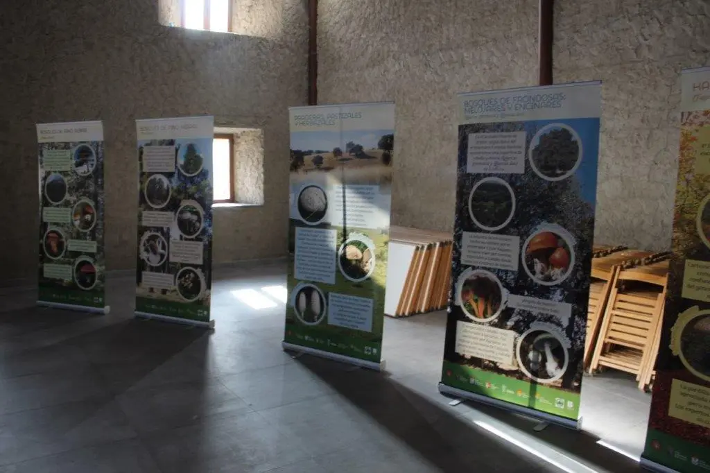 SETAS EN MONTENEGRO DE CAMEROS (6)