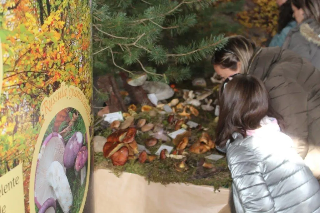 SETAS EN MONTENEGRO DE CAMEROS (8)