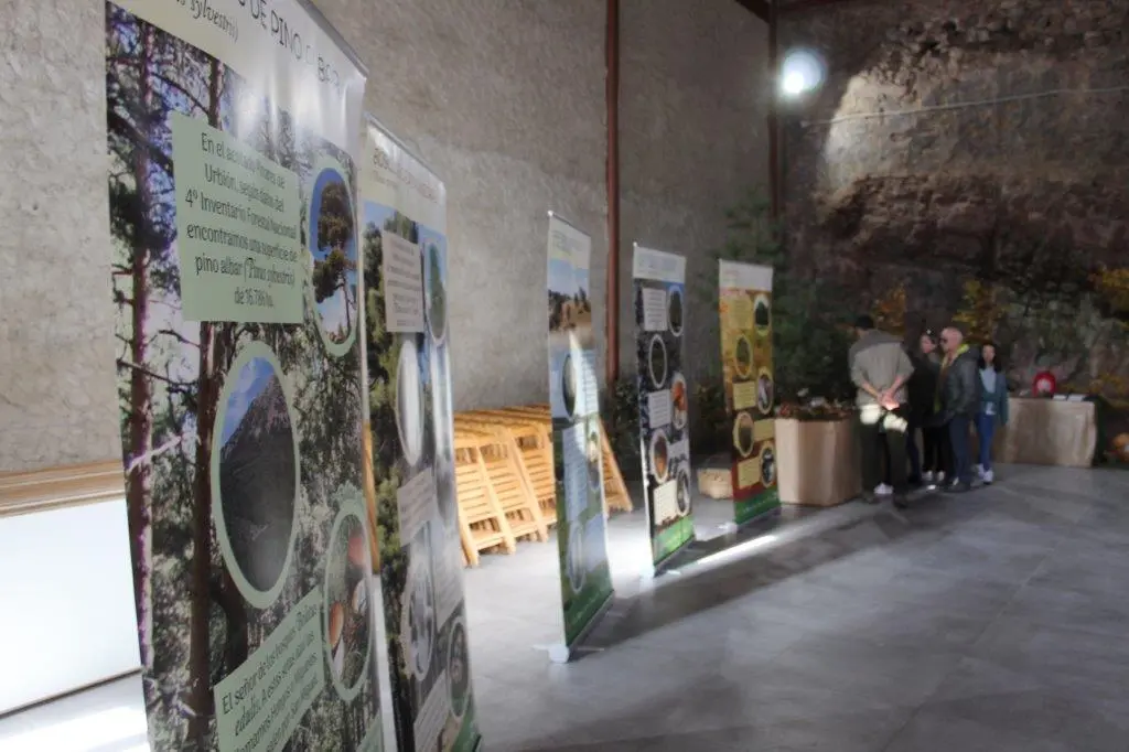 SETAS EN MONTENEGRO DE CAMEROS (9)