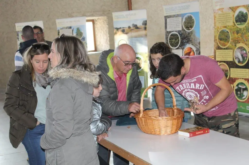 SETAS EN MONTENEGRO DE CAMEROS (12)