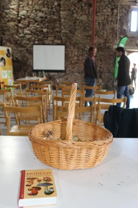 SETAS EN MONTENEGRO DE CAMEROS (13)