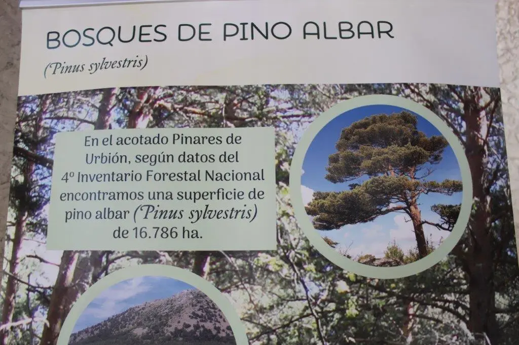 SETAS EN MONTENEGRO DE CAMEROS (14)