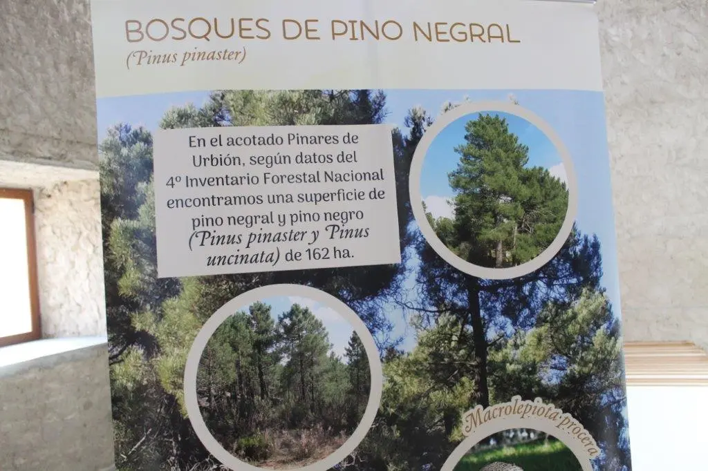 SETAS EN MONTENEGRO DE CAMEROS (15)