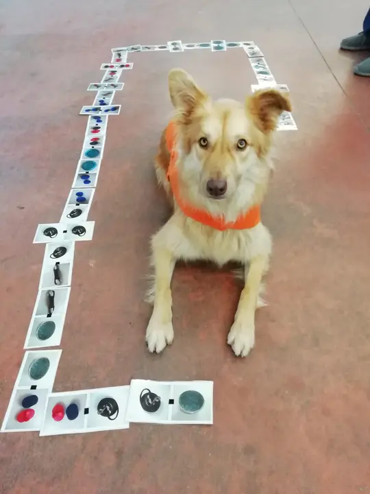 Domin&oacute; de Miel (2)