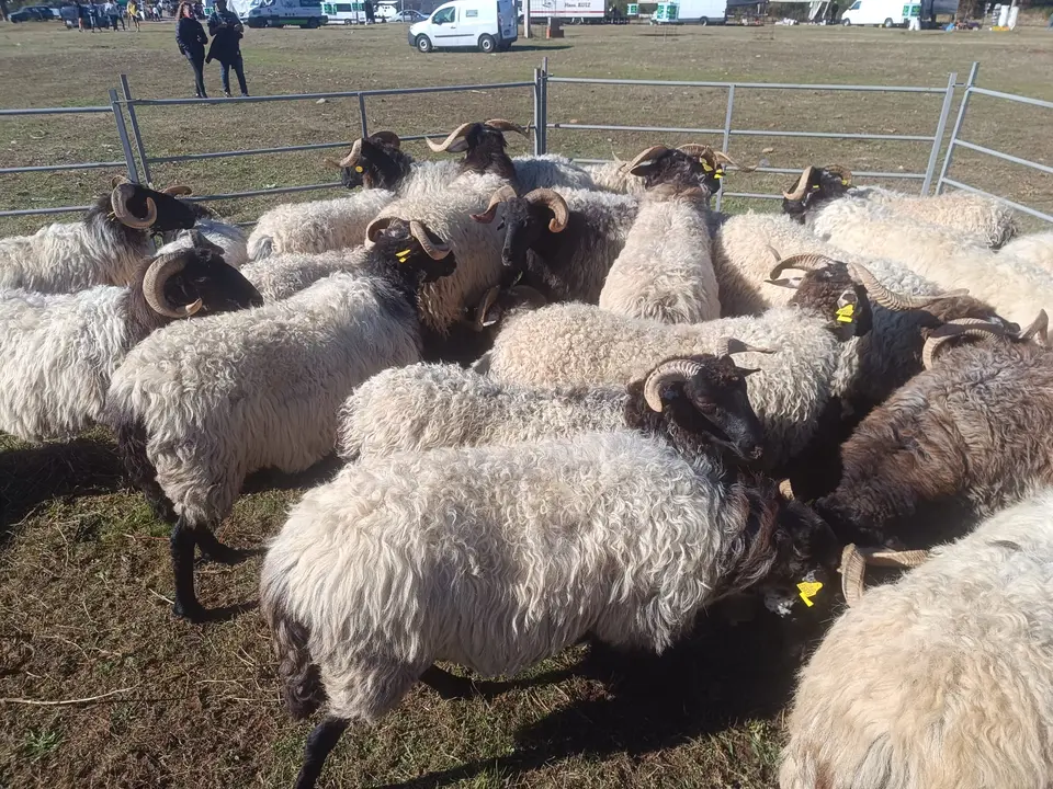 FERIA GANADERA VINUESA (2)