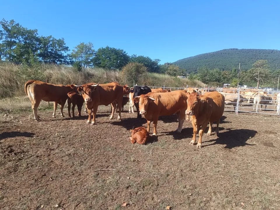 FERIA GANADERA VINUESA (4)