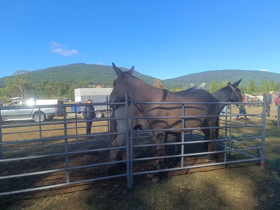 FERIA GANADERA VINUESA (9)