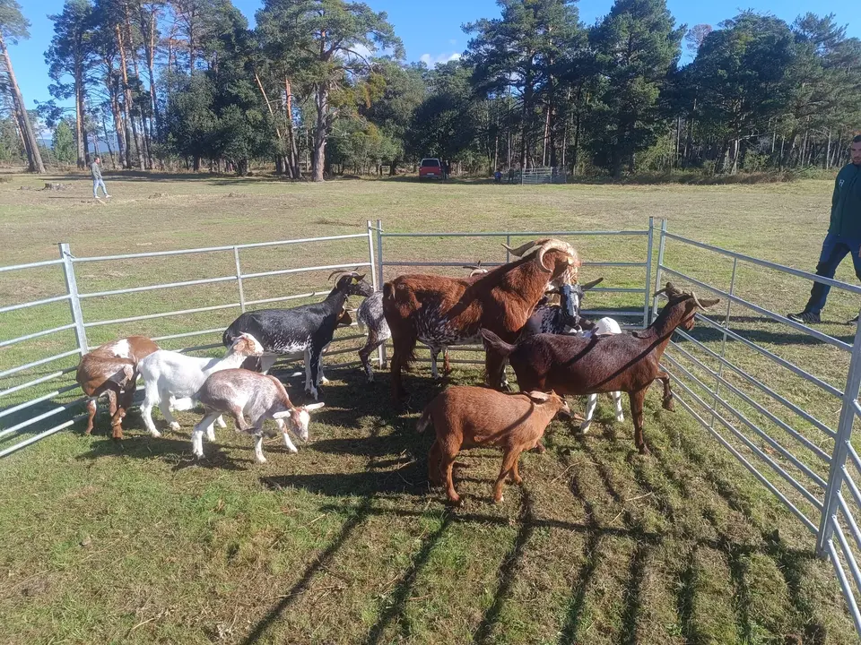 FERIA GANADERA VINUESA (11)