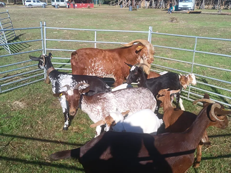 FERIA GANADERA VINUESA (12)