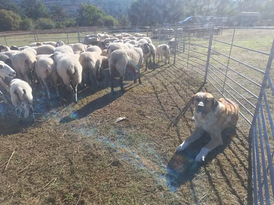 FERIA GANADERA VINUESA (16)