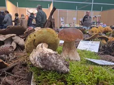 JORNADAS MICOLOGICAS SAN LEONARDO (8)