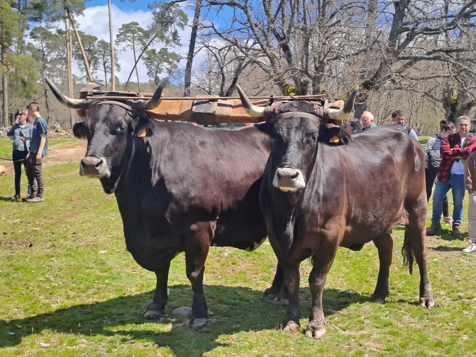 CARRETEROS EN REVENGA (16)