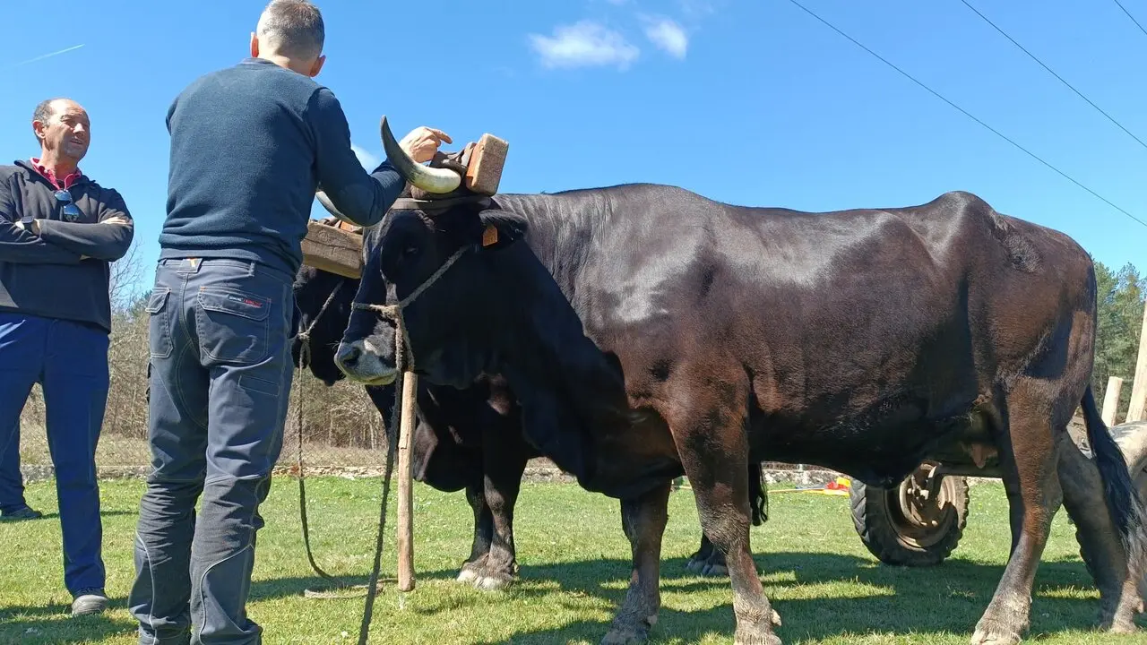 CARRETEROS EN REVENGA (17)