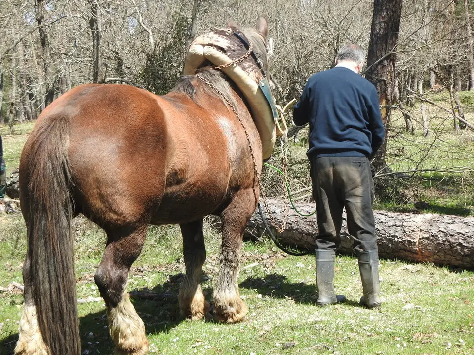 CARRETEROS EN REVENGA (54)