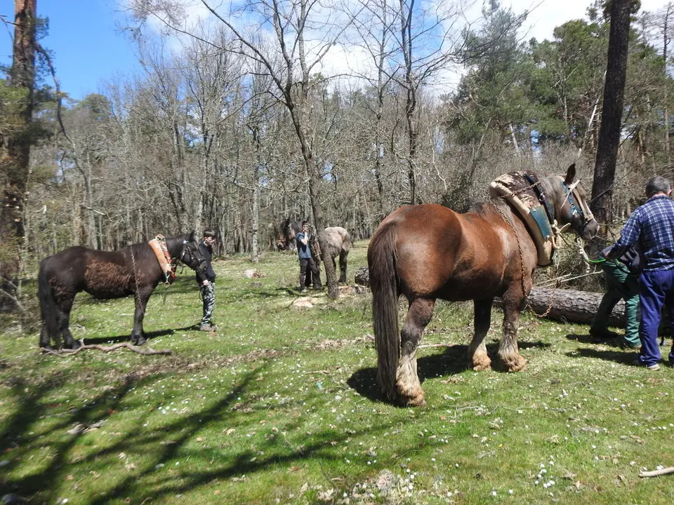 CARRETEROS EN REVENGA (55)