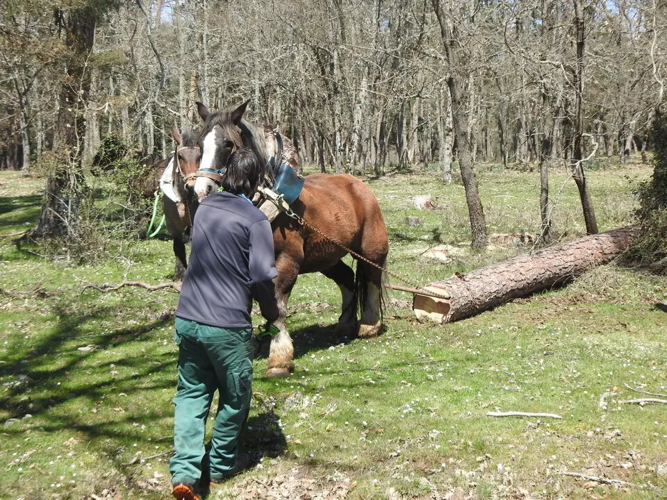 CARRETEROS EN REVENGA (58)