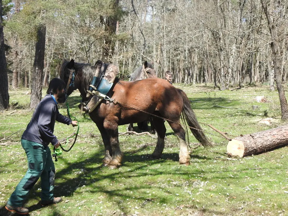 CARRETEROS EN REVENGA (59)