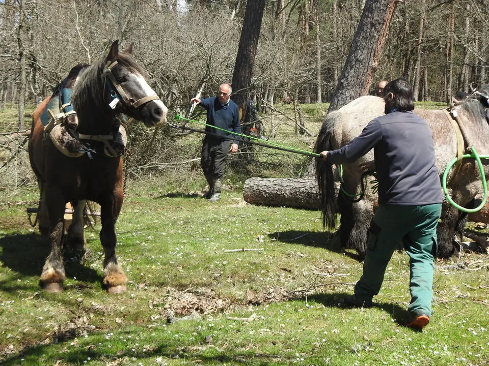 CARRETEROS EN REVENGA (60)