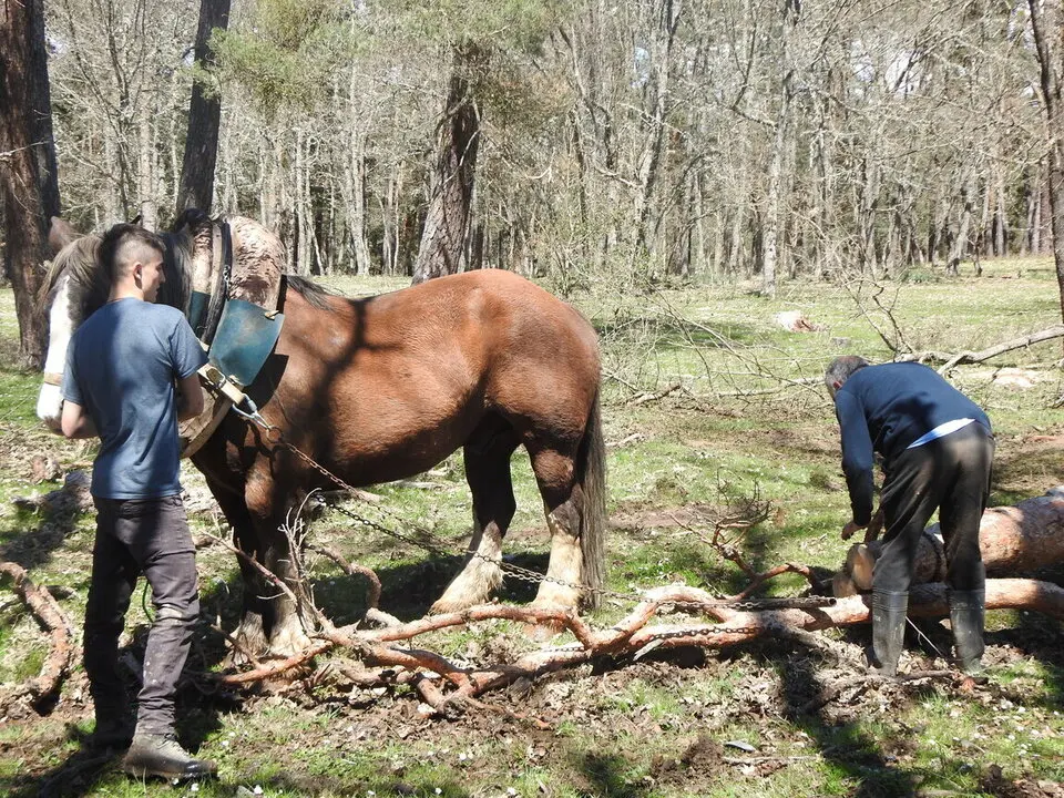 CARRETEROS EN REVENGA (64)