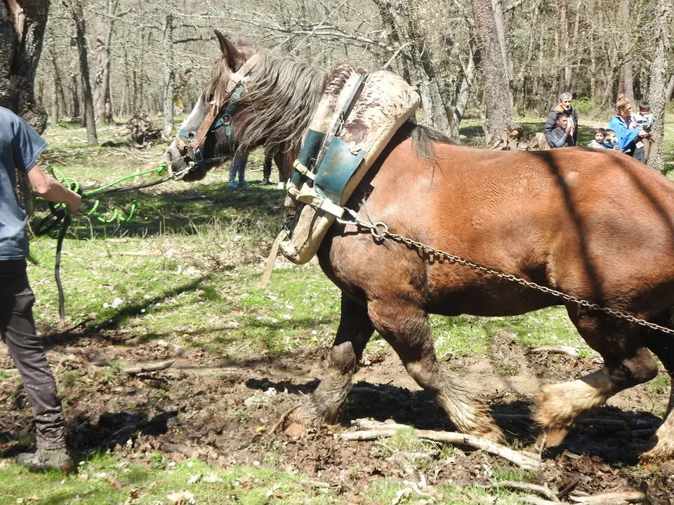 CARRETEROS EN REVENGA (65)