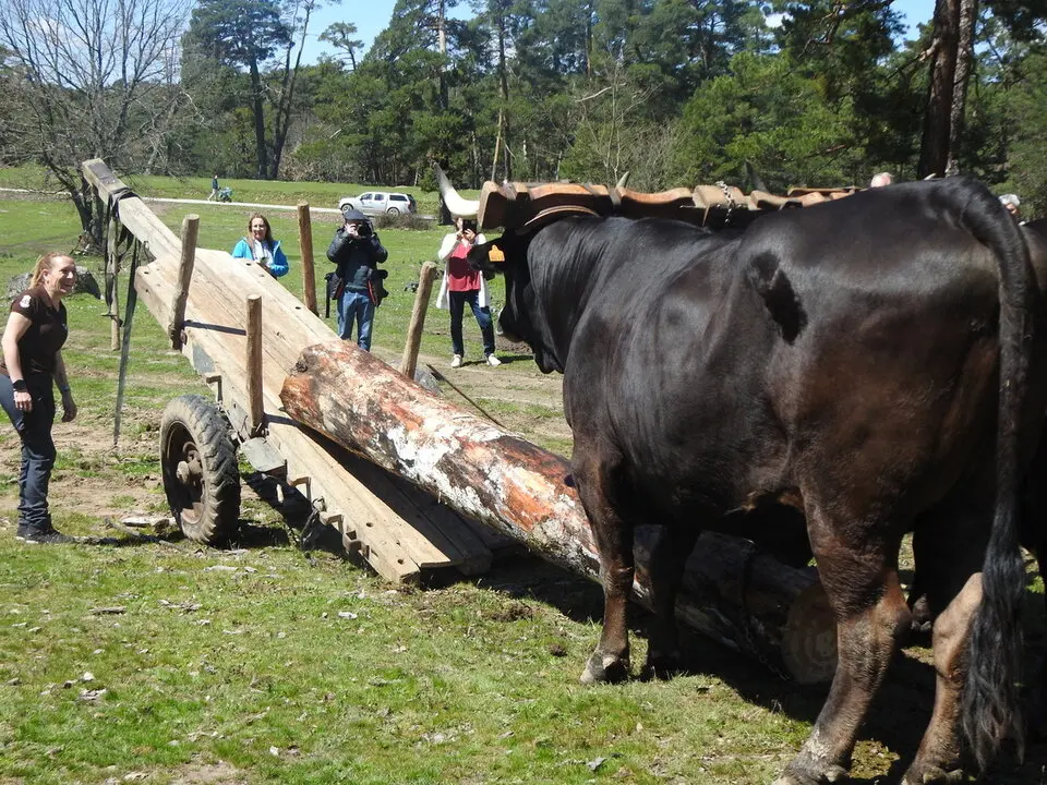 CARRETEROS EN REVENGA (66)