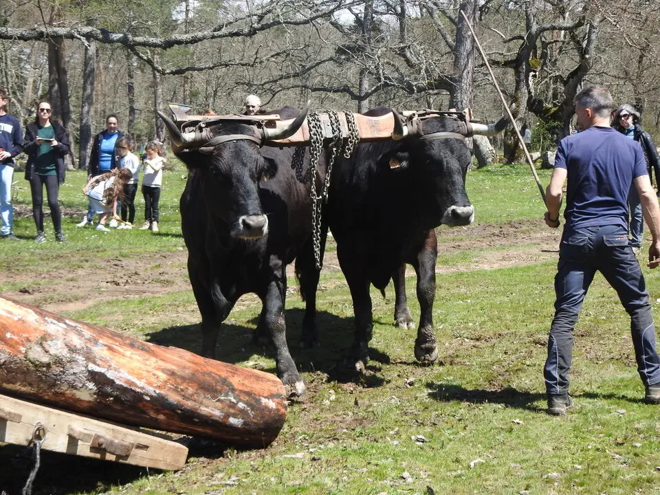 CARRETEROS EN REVENGA (70)