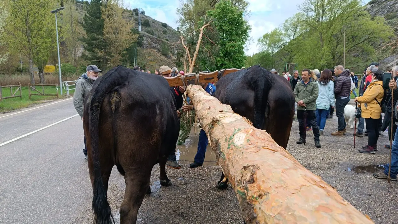 pingada del mayo eh Huerta de Rey (3)
