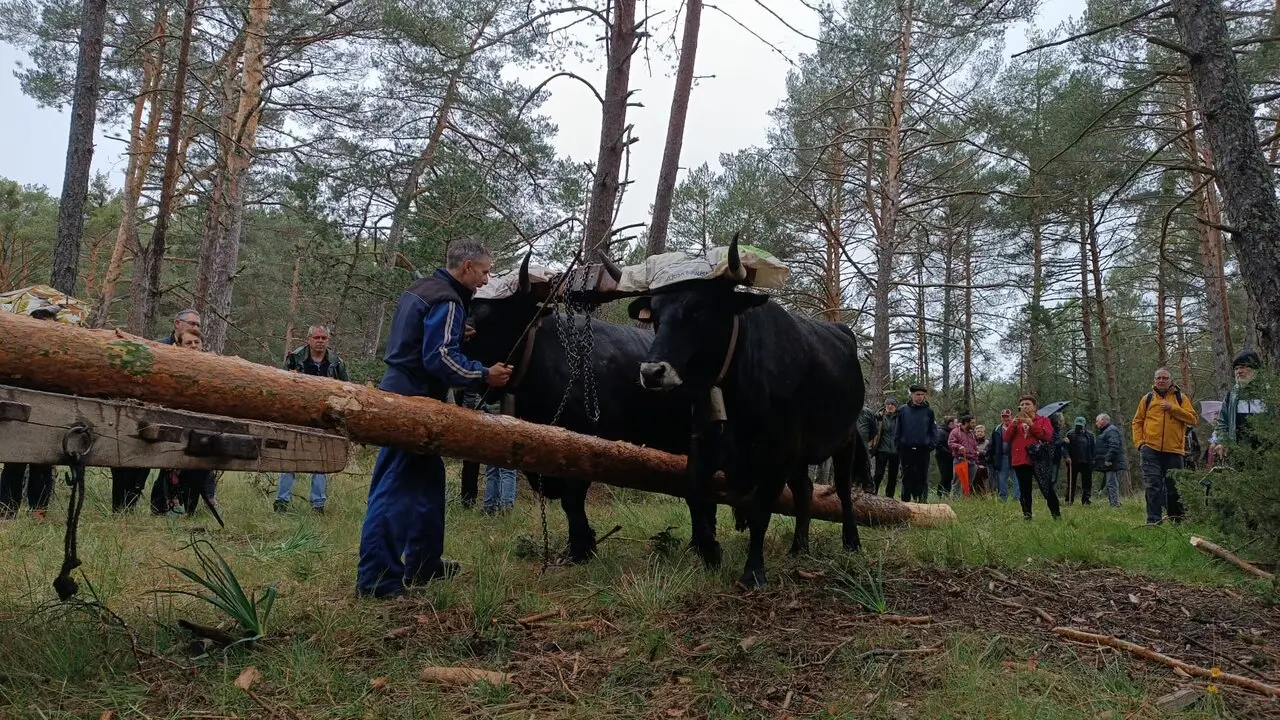 pingada del mayo eh Huerta de Rey (5)