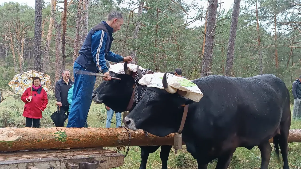 pingada del mayo eh Huerta de Rey (7)
