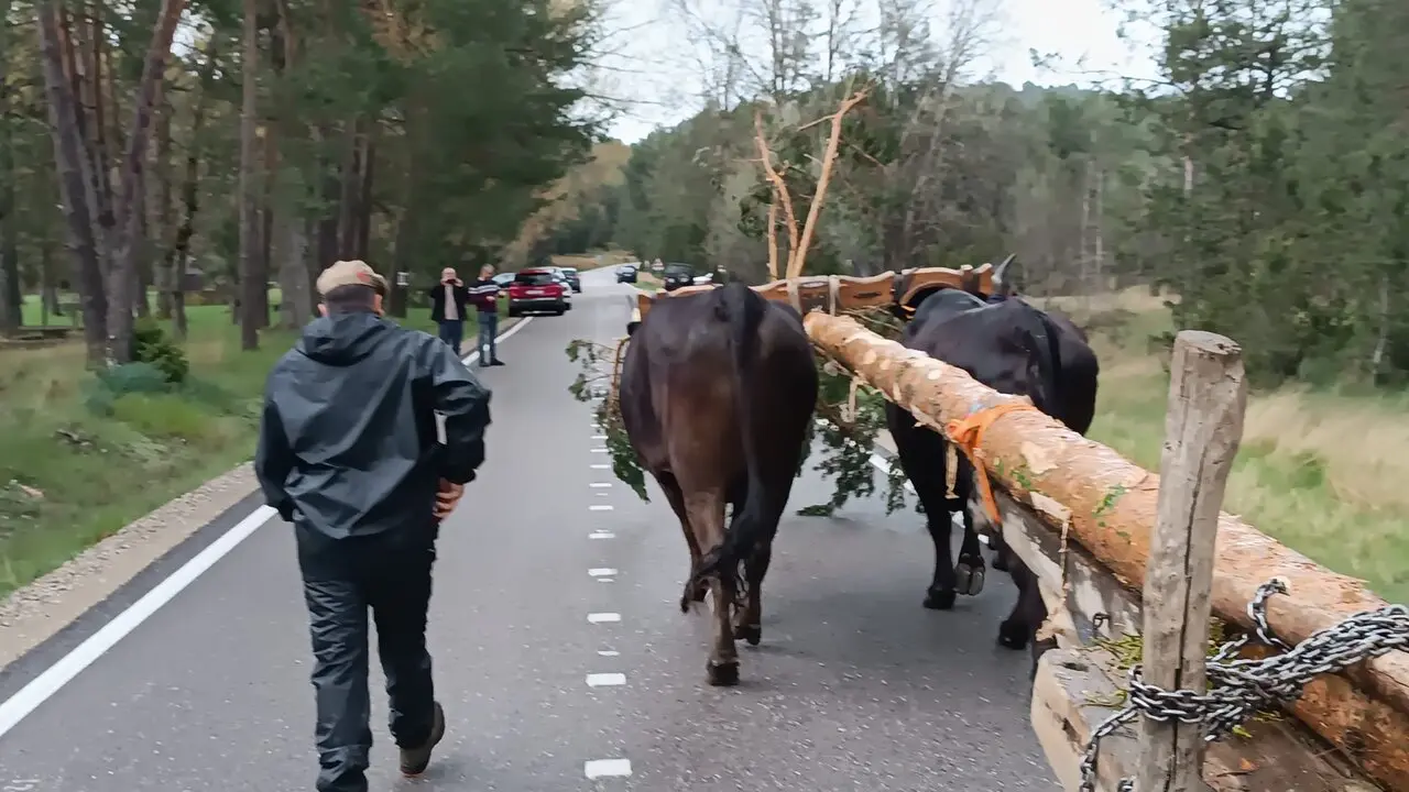 pingada del mayo eh Huerta de Rey (11)