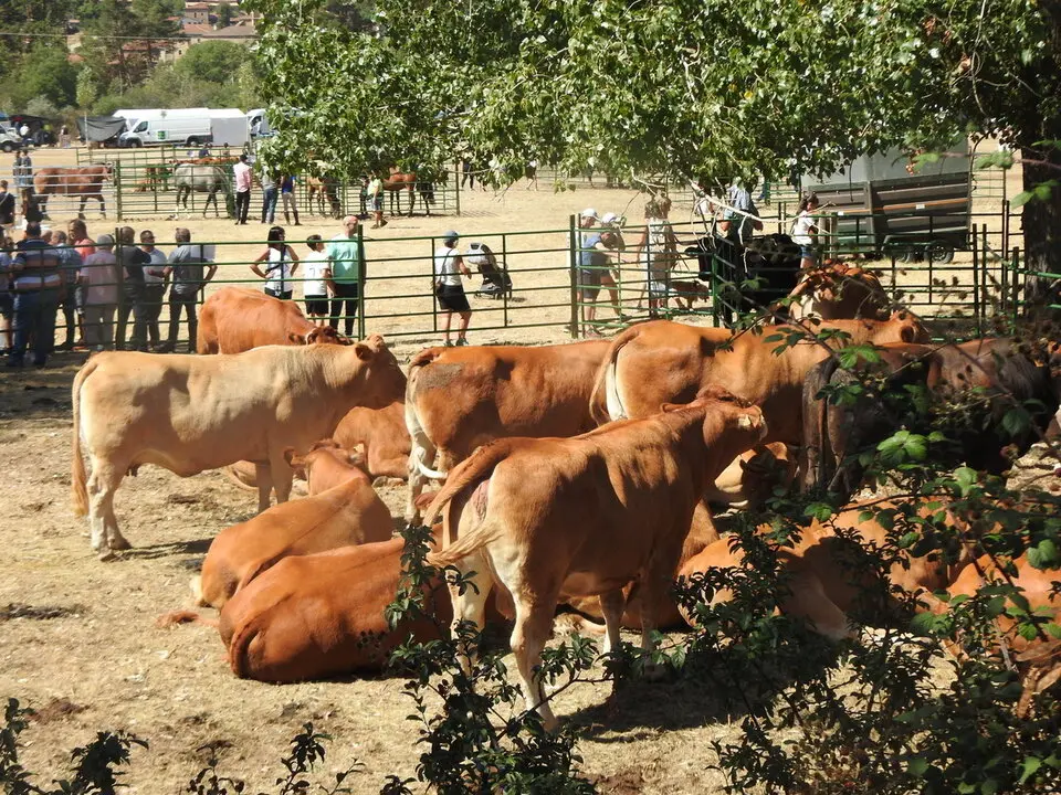 FERIA GANADERA DE VINUESA (1)