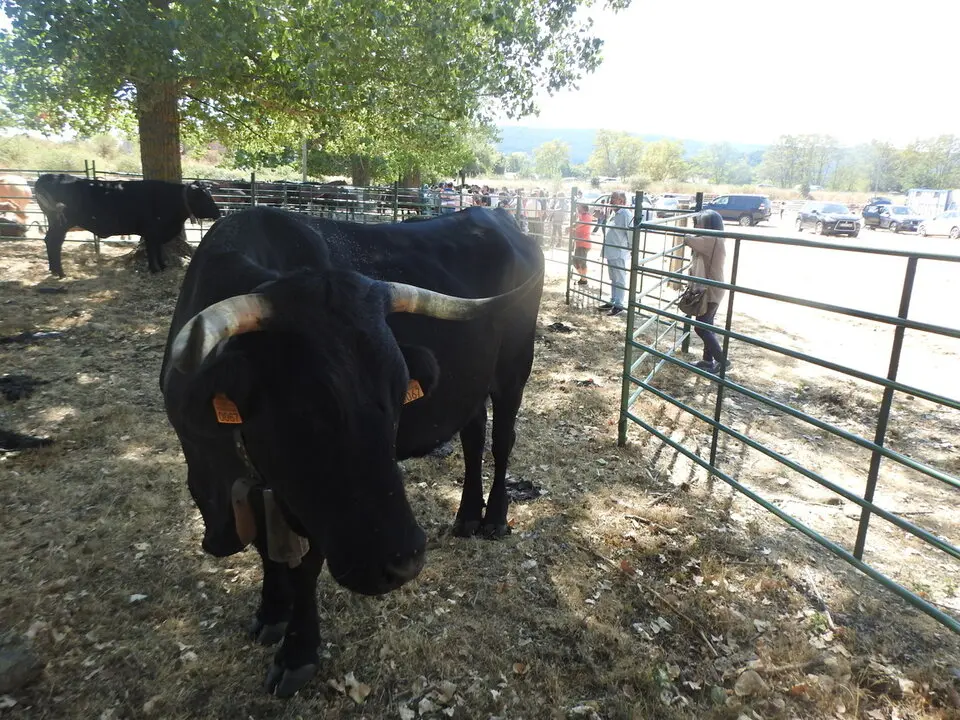 FERIA GANADERA DE VINUESA (3)