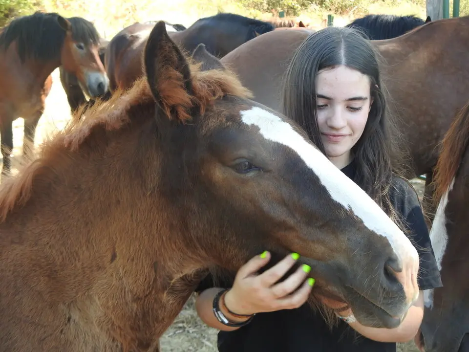 FERIA GANADERA DE VINUESA (7)