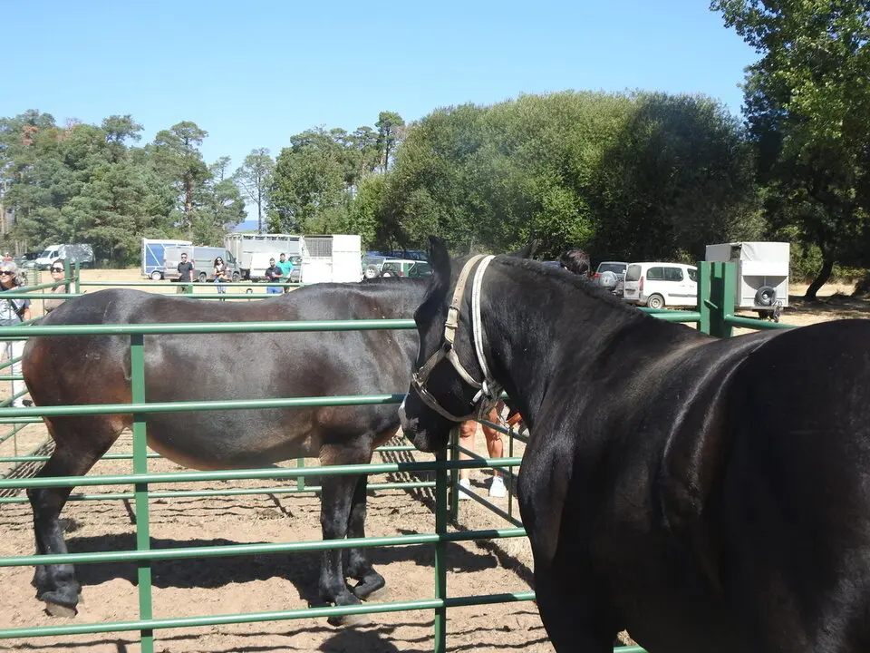 FERIA GANADERA DE VINUESA (10)