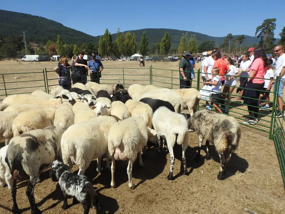 FERIA GANADERA DE VINUESA (11)