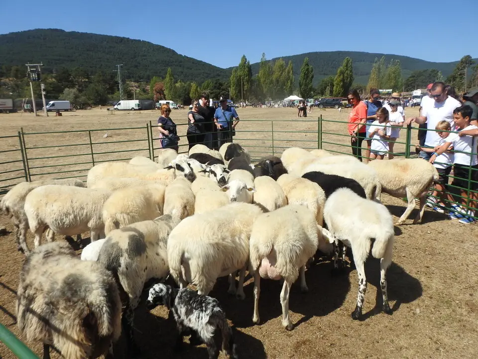 FERIA GANADERA DE VINUESA (12)