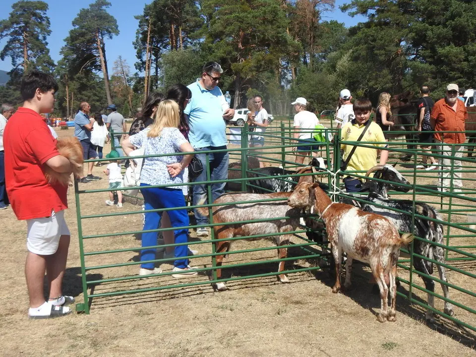FERIA GANADERA DE VINUESA (14)