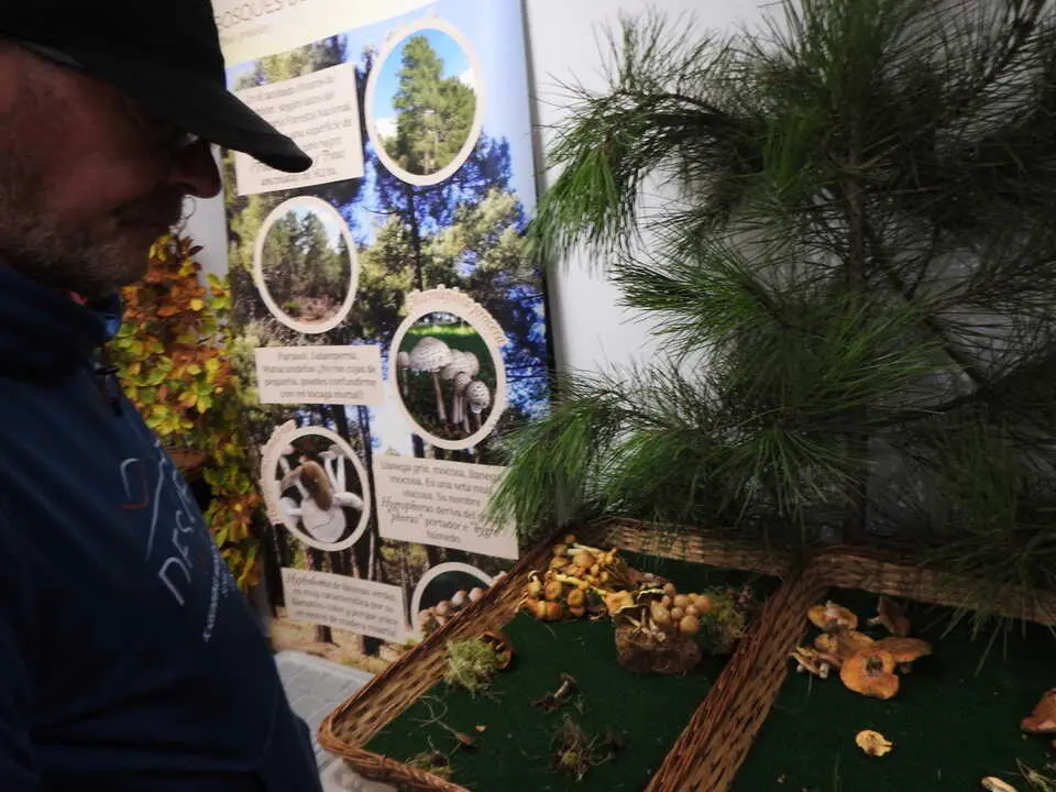 ARTESANÍA Y SETAS EN COVALEDA (10)