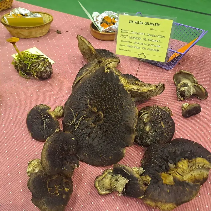 JORNADAS MICOLOGICAS NAVALENO 2025 (11)