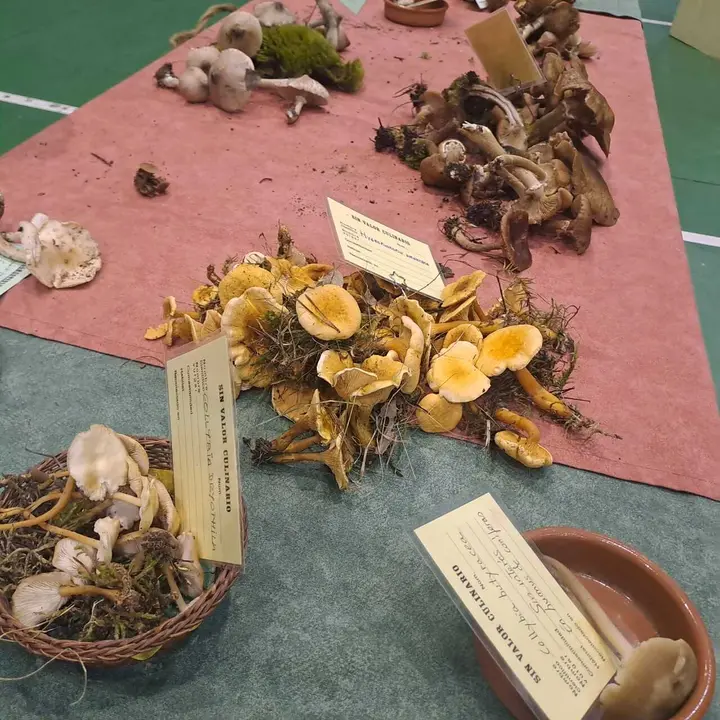 JORNADAS MICOLOGICAS NAVALENO 2025 (17)