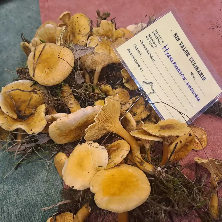 JORNADAS MICOLOGICAS NAVALENO 2025 (19)