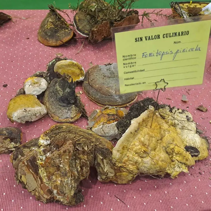 JORNADAS MICOLOGICAS NAVALENO 2025 (21)