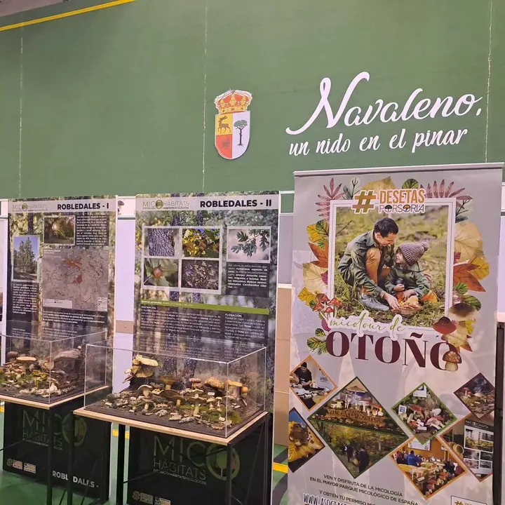 JORNADAS MICOLOGICAS NAVALENO 2025 (25)