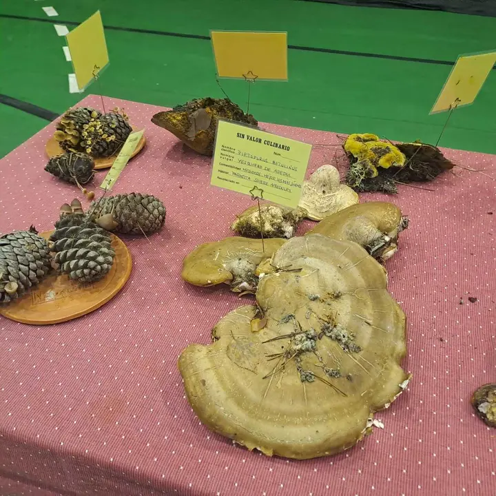 JORNADAS MICOLOGICAS NAVALENO 2025 (33)